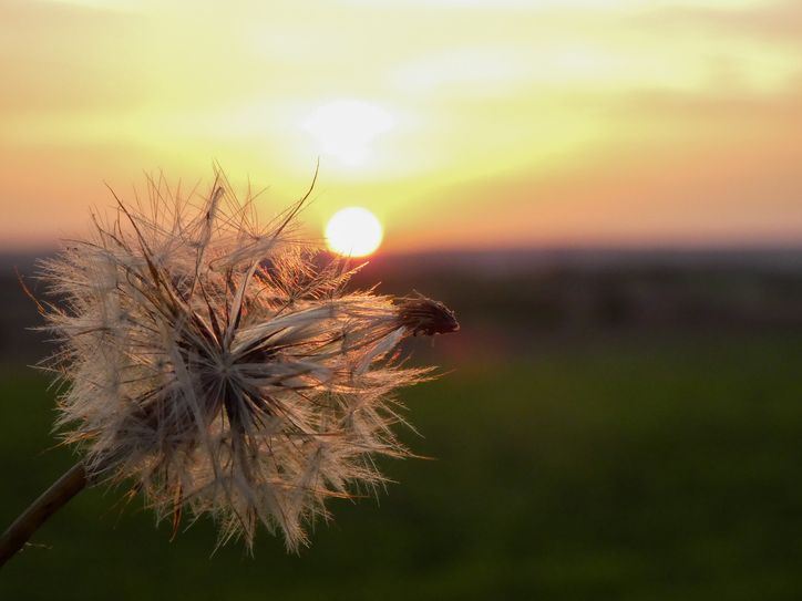Herbstlicher Sonnenuntergang durch einen Löwenzahn