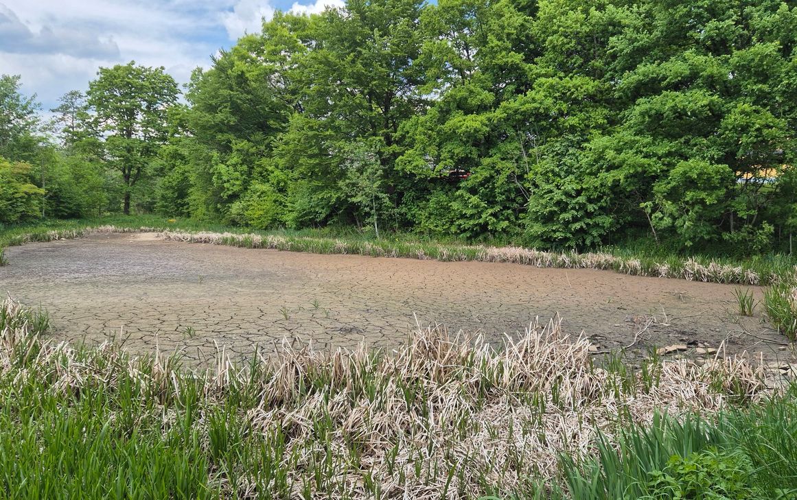 Derzeit kein schöner Anblick: Der Weiher in der Parkanlage Im Dumpert in Kell am See.