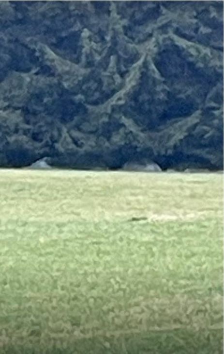 Sagen fast wie Zelte aus, doch es waren nur Siloballen.