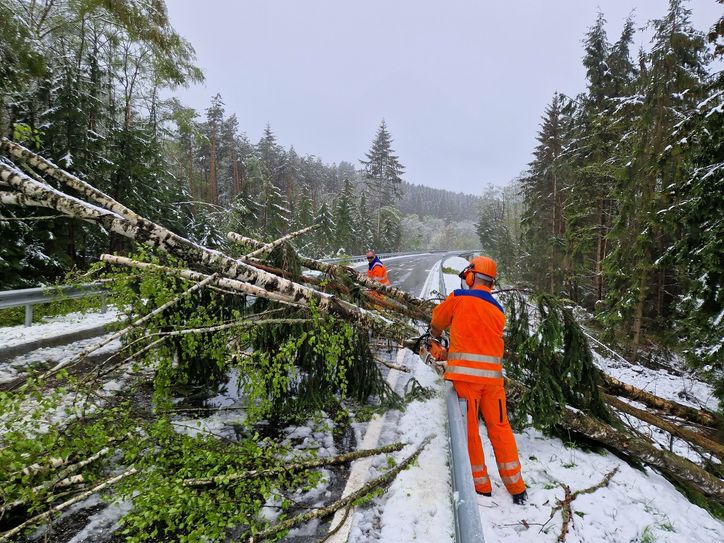 Einige Bäume landeten auf der Straße.