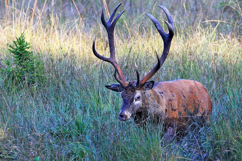 Die moderne Waldweide als Instrument im Naturschutz“ wird die zentrale Rolle großer Weidetiere für unsere Ökosysteme diskutiert.