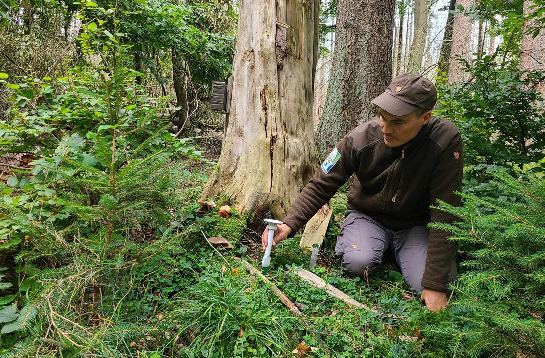 Sönke Twietmeyer vom Fachgebiet Forschung und Dokumentation in der Nationalparkverwaltung Eifel war in der Nationalparkfläche unterwegs, um Mess- und Aufnahmestandorte für das KI-Projekt einheitlich einzurichten.