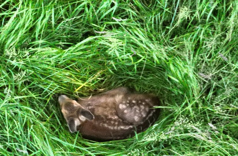 Rehkitze werden im hohen Gras ausfindig gemacht und in Sicherheit gebracht.