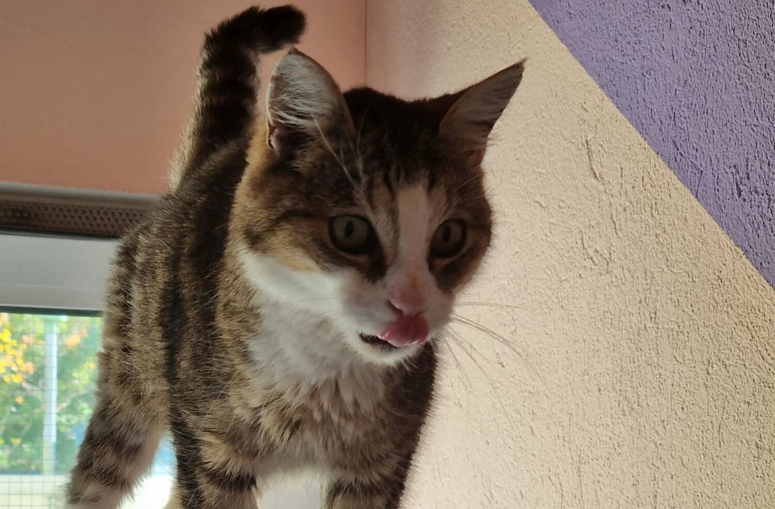 Buddy sucht ein neues Zuhause.