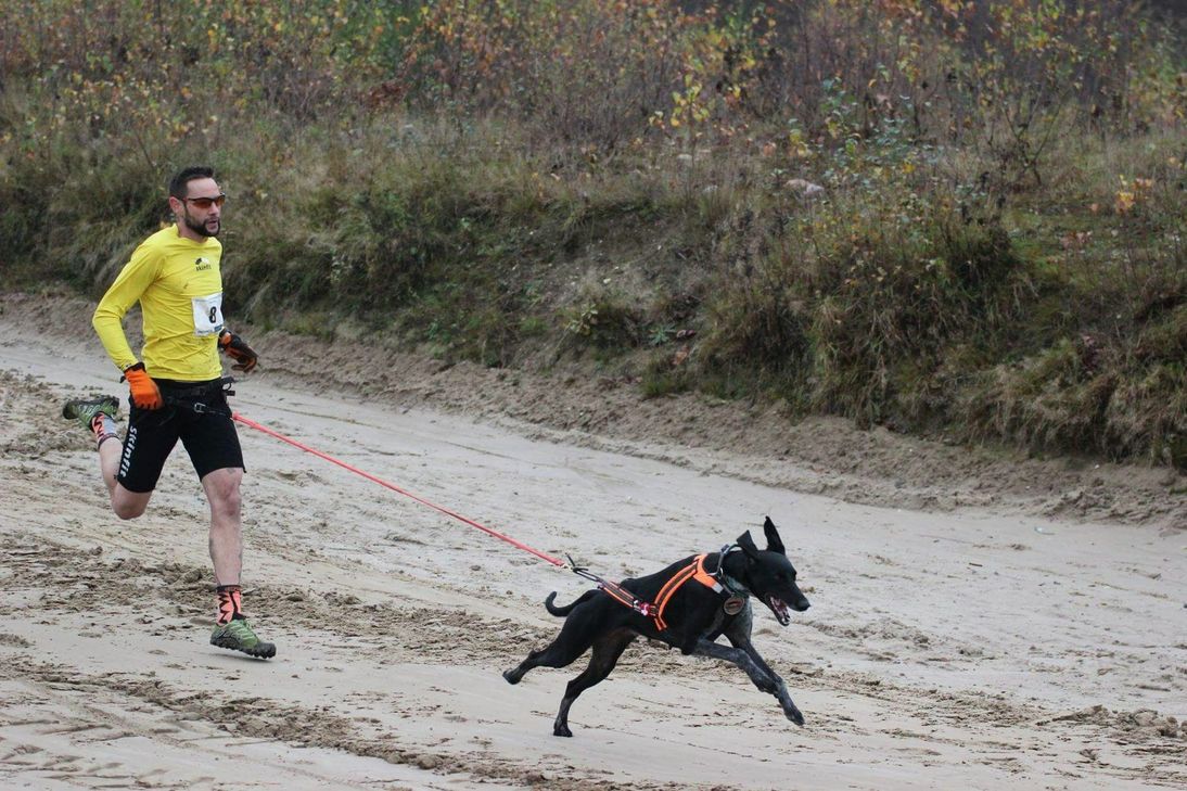 Marc Prins muss beim Canicross zusehen, dass er hinter seinem Hund »Lisa« hinterherkommt.