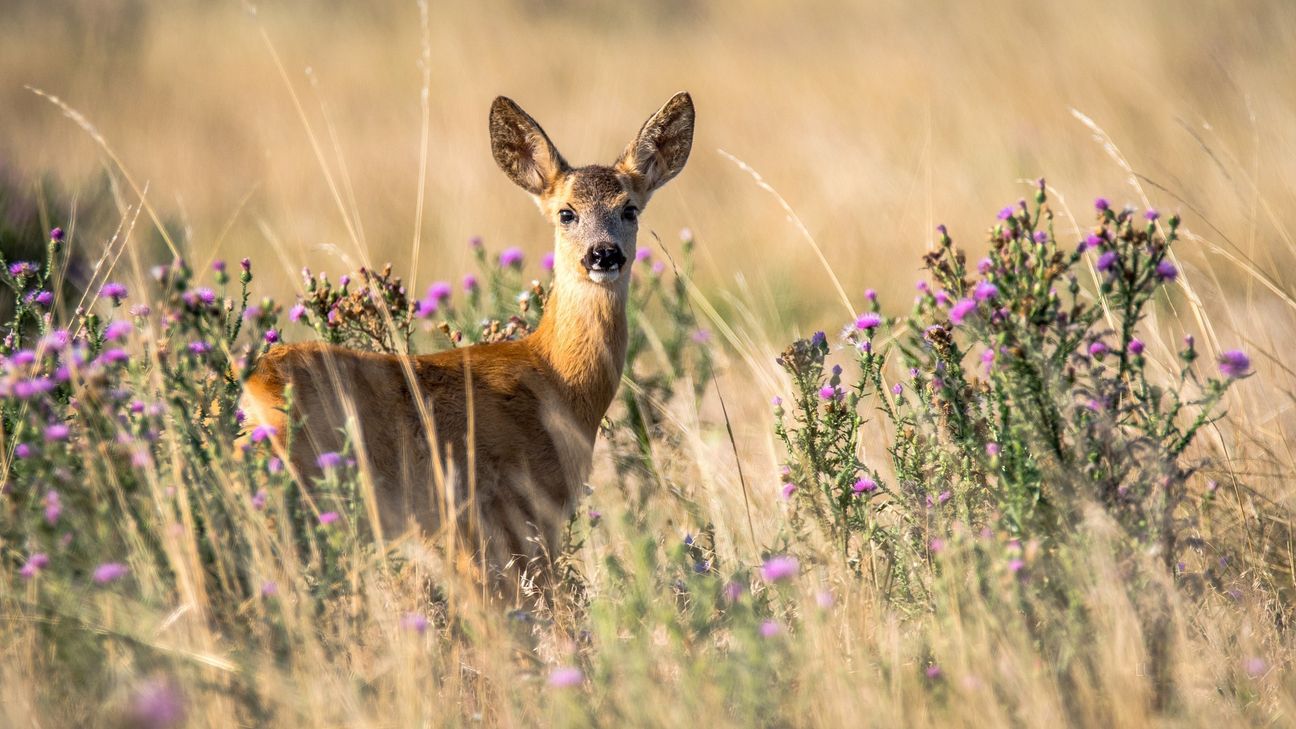 Gerade für Rehe können lange Dürreperioden gefährlich werden. Foto: Symbolbild/Pixabay