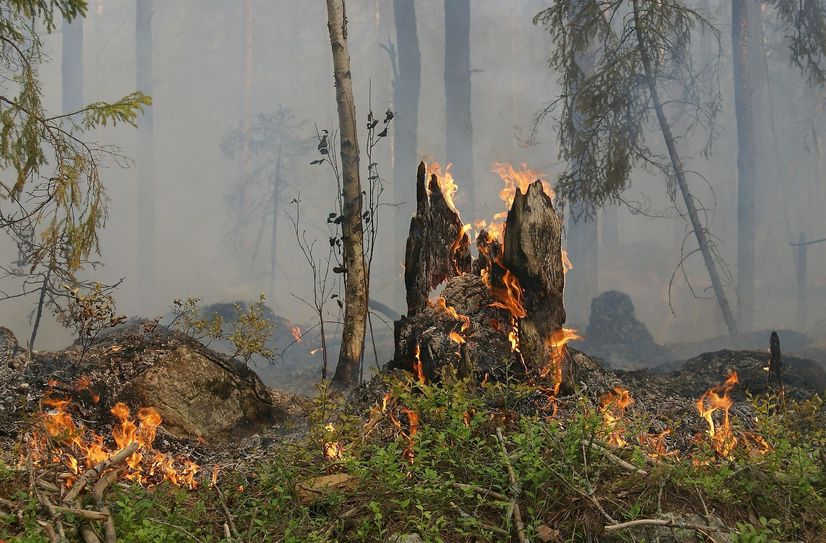 Brandgefährlich: Die Waldbrandgefahr ist bereits Anfang April auf einem bedenklich hohem Niveau.