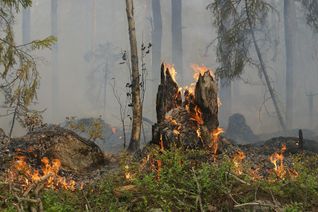 Brandgefährlich: Die Waldbrandgefahr ist bereits Anfang April auf einem bedenklich hohem Niveau.