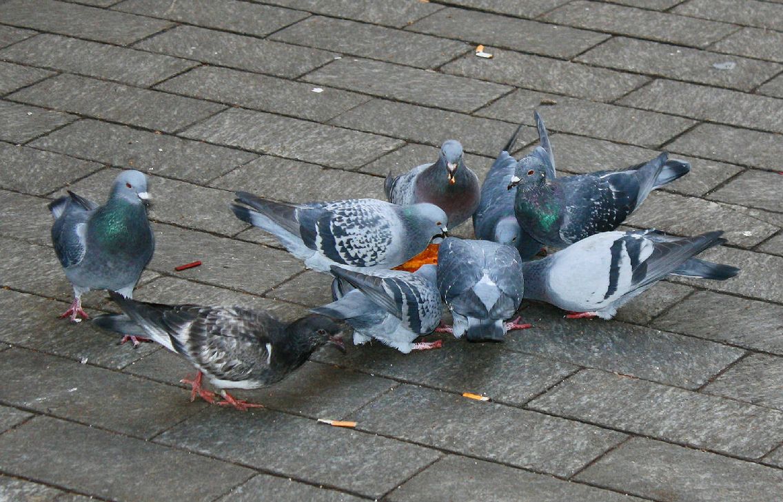 Das Füttern von Tauben ist in Euskirchen, ebenso wie in vielen anderen Städten verboten. Aufgrund eines eingeschränkten Nahrungsangebotes während der Corona-Krise plädiert die Tierhilfe Nordeifel für eine zeitweise Lockerung des Verbotes.  Das Wegwerfen von Zigarettenkippen, wie hier im Bild, wird übrigens auch mit Bußgeldern geahndet. Symbolfoto: Rike  / pixelio.de