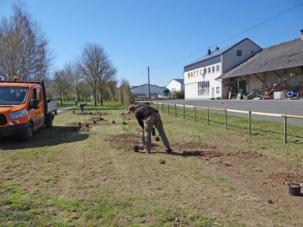 Viel Platz für Wildgehölze und Vorbereitung für die Ansaat der Kräutersamen. Foto: Kreisverwaltun