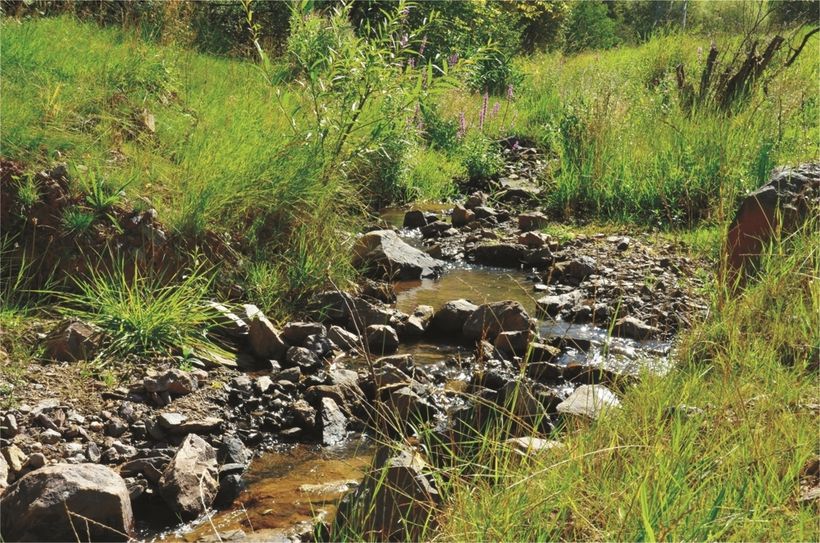 Über eine Länge von 3,3 Kilometern wurde der Aveler Bach zwischen Tarforst und Kürenz renaturiert. Foto: TTM