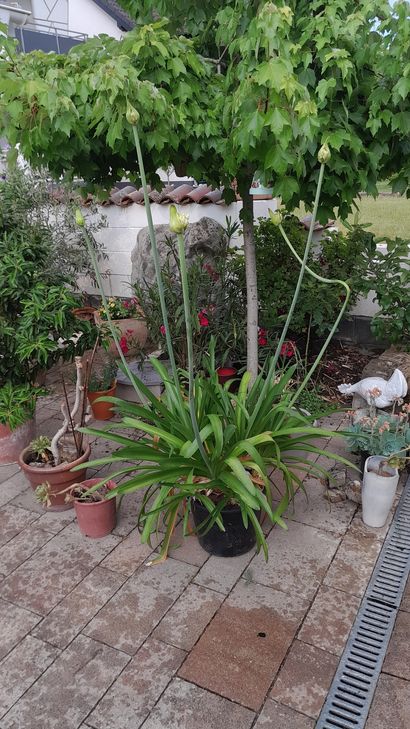 Einer tanzt aus der Reihe