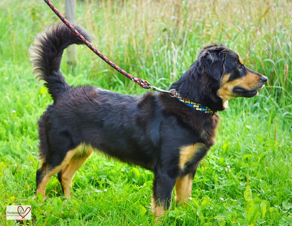 Laila sucht ein neues Zuhause.