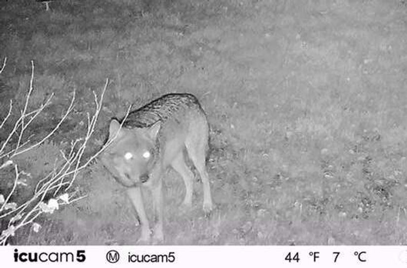 Die Aufnahme einer Wildtierkamera am Fuße der Skibahn am Dollberg.