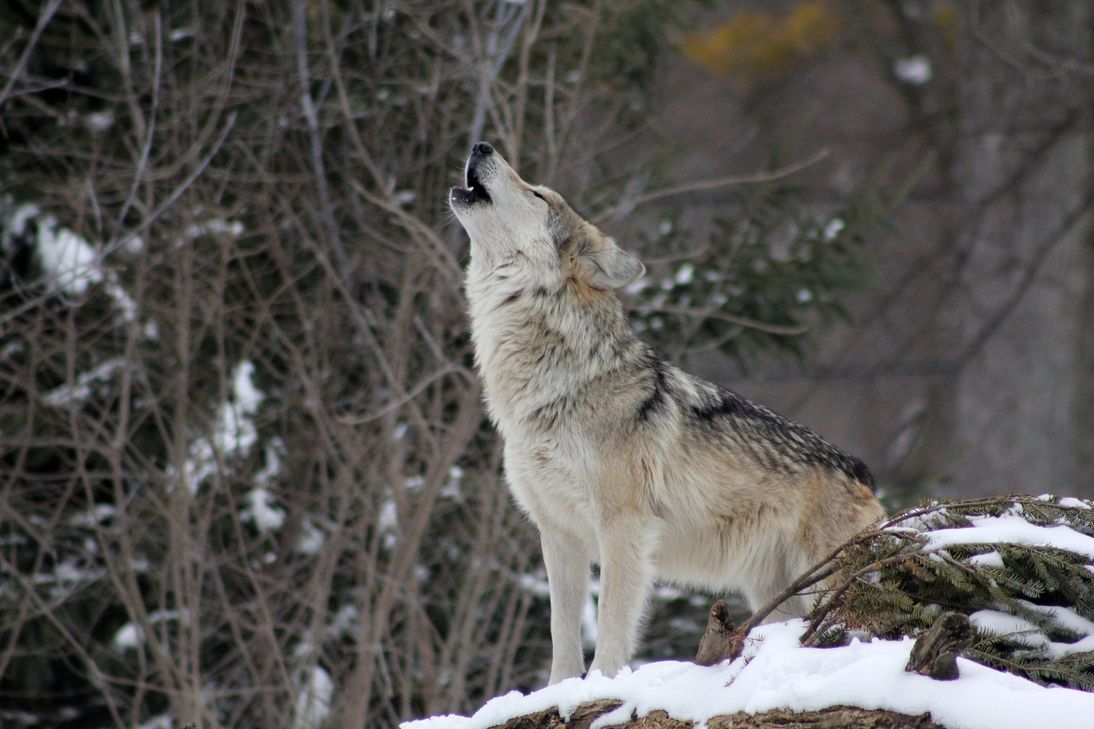 Aus dem Hohen Venn in Belgien liegen bereits seit Mitte 2018 mehrere Nachweise eines Wolfes vor.