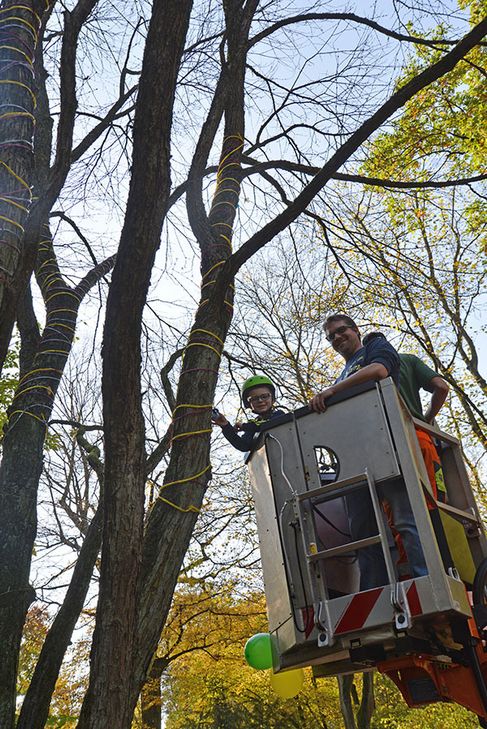 Vom Hubsteiger aus hängt Felix seinen Schnuller an den Baum im Nells Park. Foto: Presseamt Stadt Trier