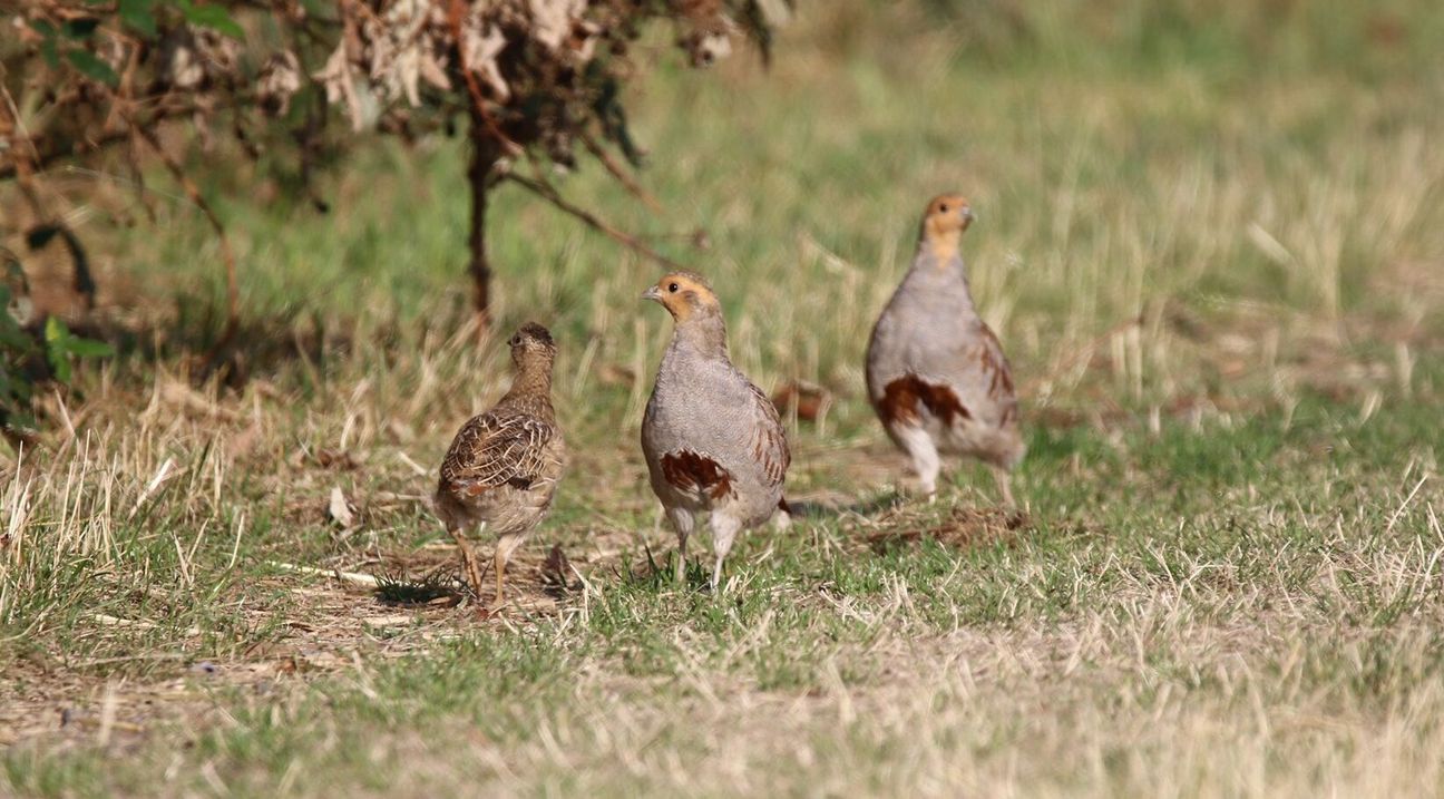 Rebhühner sieht man immer seltener in der heimischen Feldflur. Durch gezielte Maßnahmen soll ihr Lebensraum aufgewertet werden. 
 Foto: J. Zehlius / Biologische Station