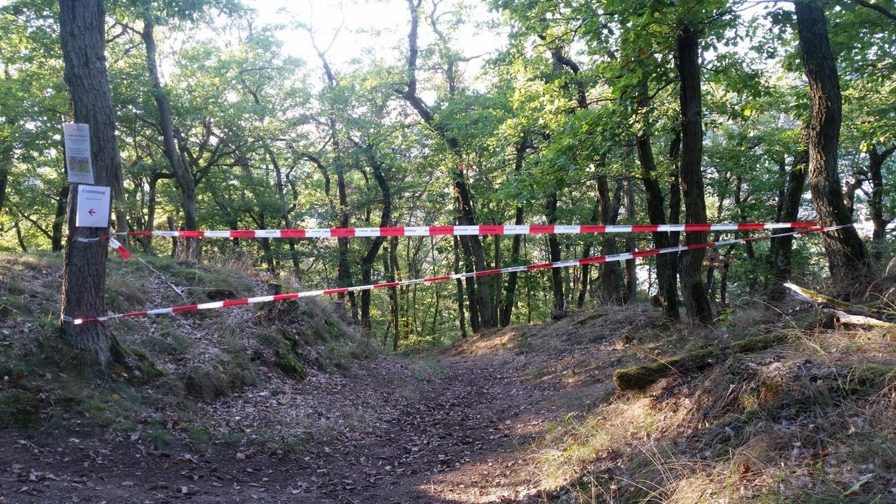 Die Umleitung bleibt voraussichtlich bis Ende Oktober bestehen. Dann verlassen die Hornissen erfahrungsgemäß ihr Nest.