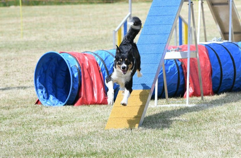 Impressionen der Agility-Landesmeisterschaft in Hollnich.