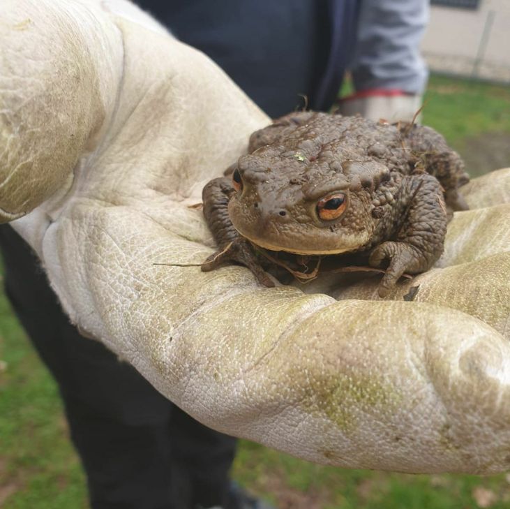 Damit die Kröten ihre Flitterwochen genießen können, sind viele Helfer wieder an den Krötenzäunen unterwegs. mn-Foto