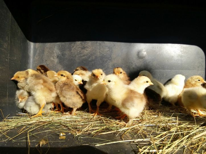 Vor zwei Wochen sind Küken verschiedenster Rassen im Greifvogelpark Saarburg geschlüpft. Da tummeln sich junge Cochin-Hühner neben federfüßigen Zwerghuhnküken. Foto: Johannes Steffen