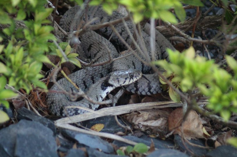 Eine Schlange sorgt für Aufregung. Foto: Polizei
