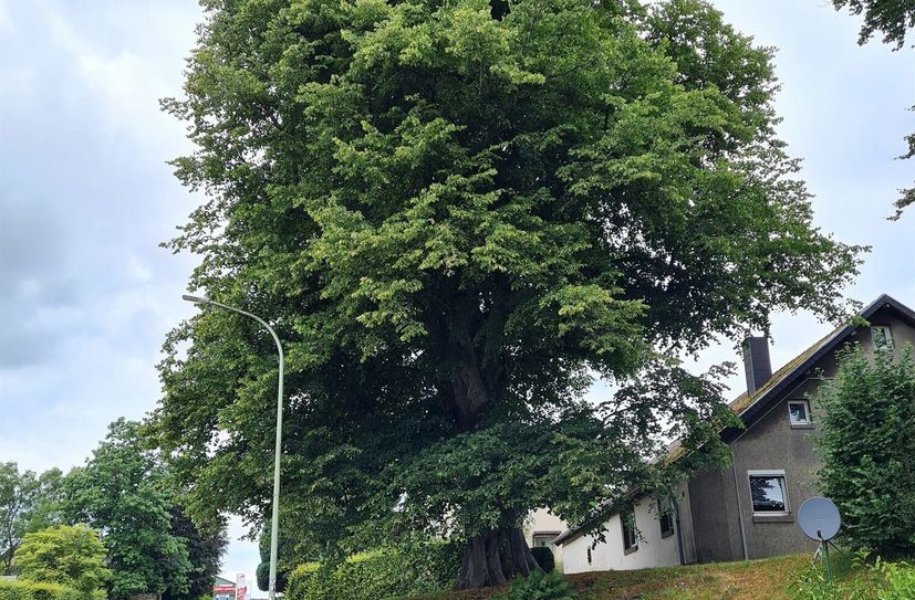 Diese Linde in Lammersdorf ist ein geschütztes Naturdenkmal. Sie und weitere 200 Bäume werden in den kommenden Tagen von einem Gutachter im Auftrag der StädteRegion vor Ort kontrolliert.