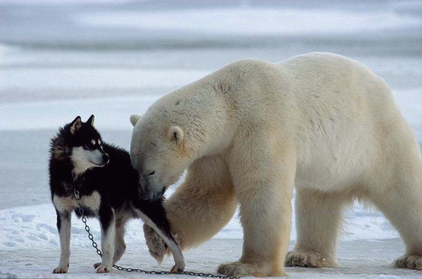 Faszinierende und vor allem berührende Aufnahmen gelingen Norbert Rosing. Foto: Norbert Rosing