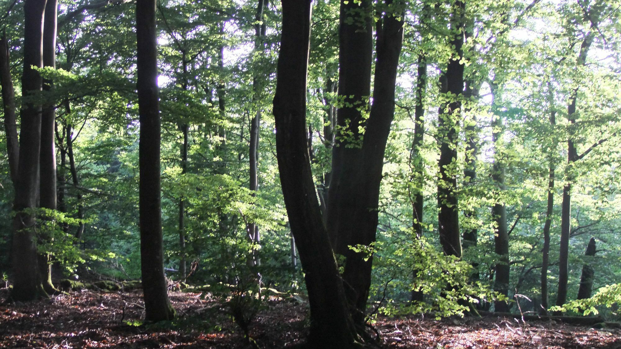 Der Nationalpark Hunsrück-Hochwald ist zu jeder Jahreszeit ein Besuch wert. Foto: Fischer