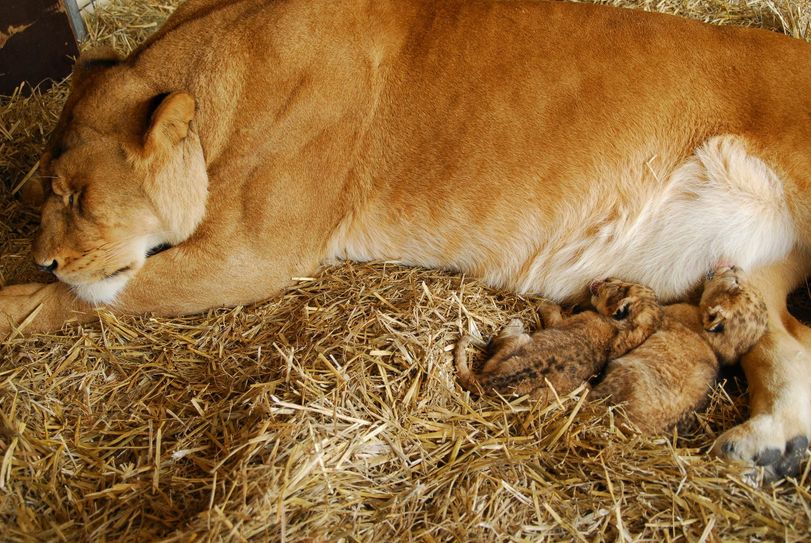 Löwin mit Jungen. Foto: Privat
