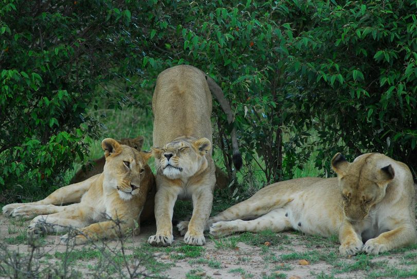 Wie lösen Löwen Probleme? Spielen bei der Lösung des Problems Denkvorgänge eine Rolle? Das erforscht Dr. Immanuel Birmelin. Foto: Privat