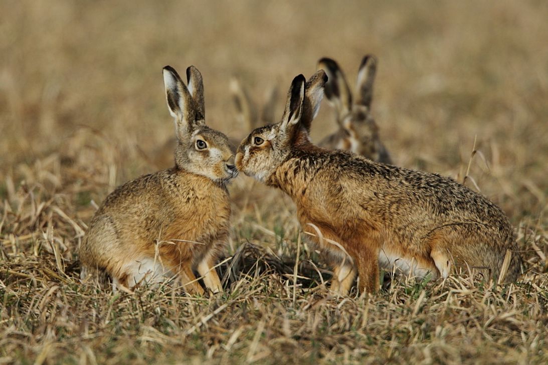 Hohe Niederschlagsmengen im Frühjahr und Juni machten den Feldhasen vergangenes Jahr zu schaffen. Foto: Eduard Henß