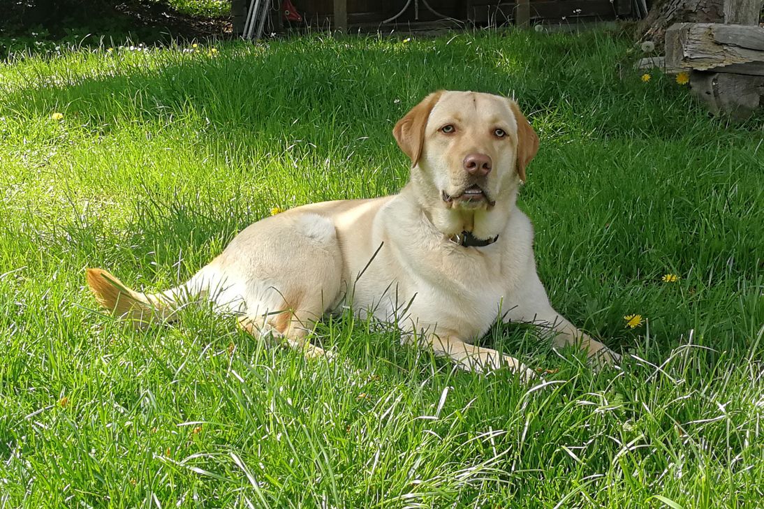 Balu hatte es bisher nicht einfach im Leben. In seiner Pflegestelle ist der junge Rüde aufgeblüht und freut sich jetzt auf nette Menschen, die ihm ein Zuhause geben. Foto: Barbara von Rey
