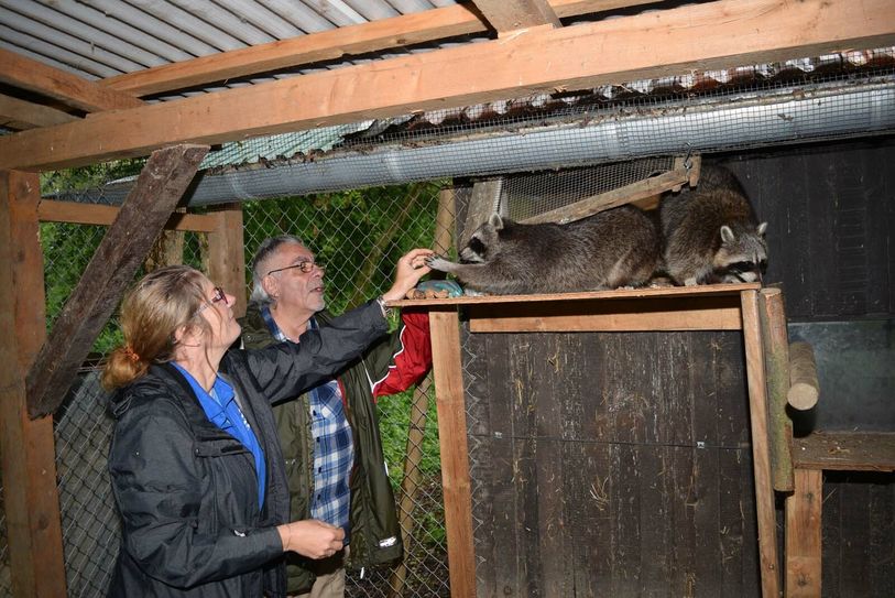 Die Waschbären der Tier- und Naturfreunde sind natürlich kastriert. Mittlerweile sind die drei Tiere sehr zutraulich geworden und fressen den Ehrenamtlern aus der Hand. Foto: Tim Nolden