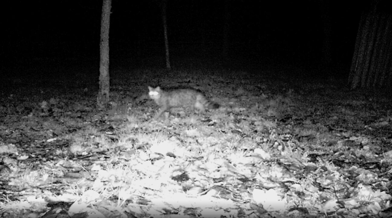 Die Nachtsichtkamera im Museumswald hat eine Wildkatze gesichtet. Foto: Vanessa Sterner/LVR
