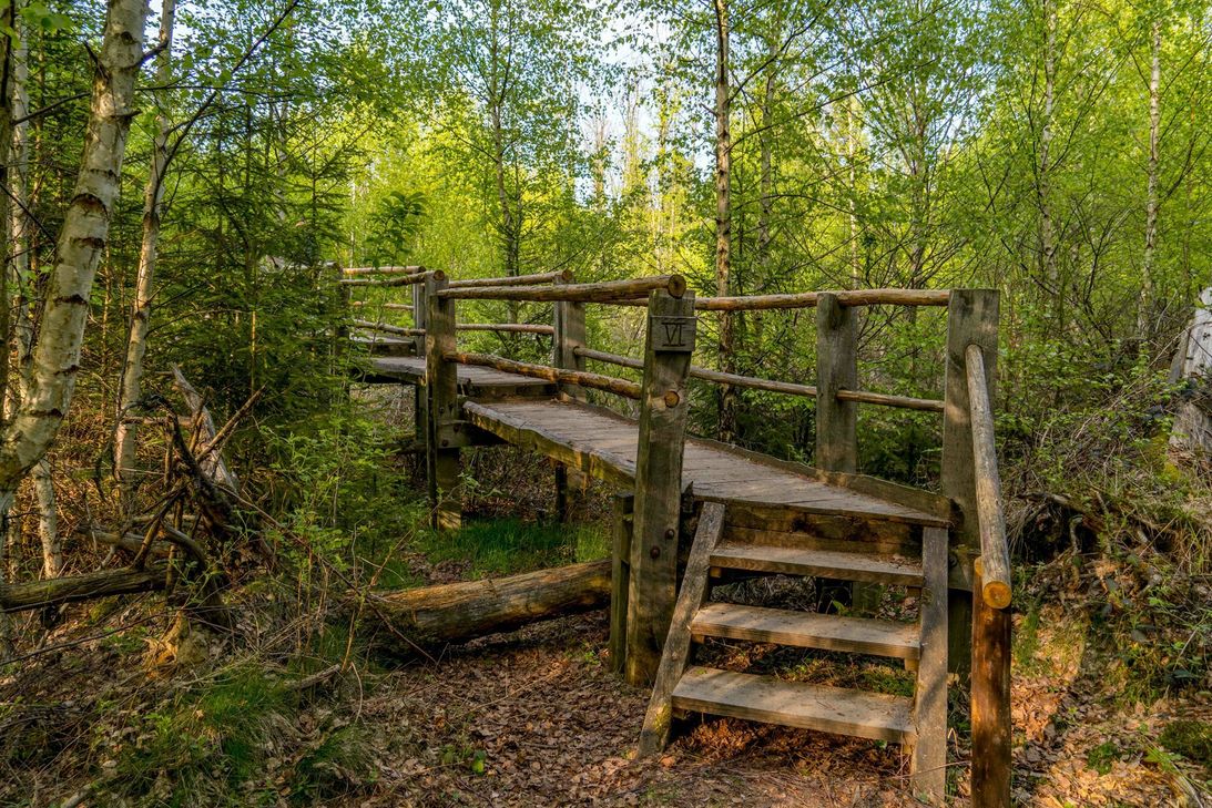 Der Wandermarathon führt über Waldwege und Pfade.