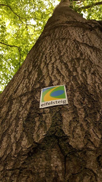 Eine mächtiger Baum mit Zeichen.
