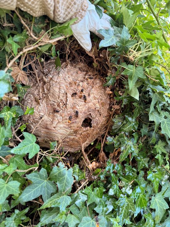Nest der Asiatischen Hornisse in einer Efeuhecke in Kommern.