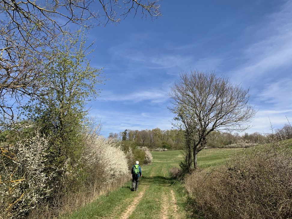 Frühlingsflora vor Barweiler.
