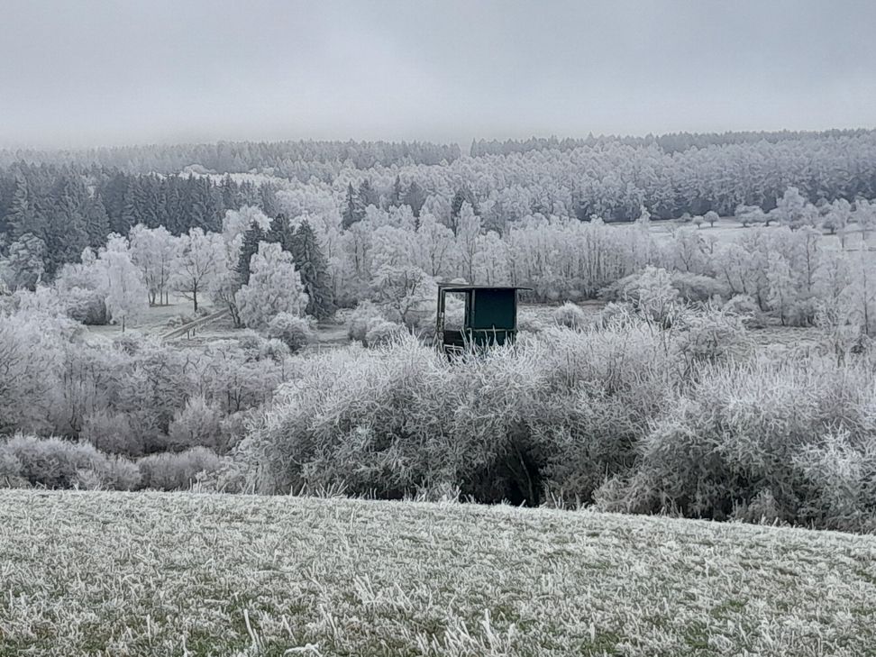 Blick auf einen Hochsitz mitten im Wald bei Waldweiler.