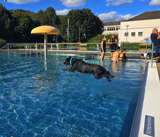 Flugphase mit Ansage: Labrador Baghira, der Vierbeiner von »Frauchen« Nina Becker (Idar-Oberstein), legte beim Hundeschwimmen die mit Abstand weitesten Sprünge hin.