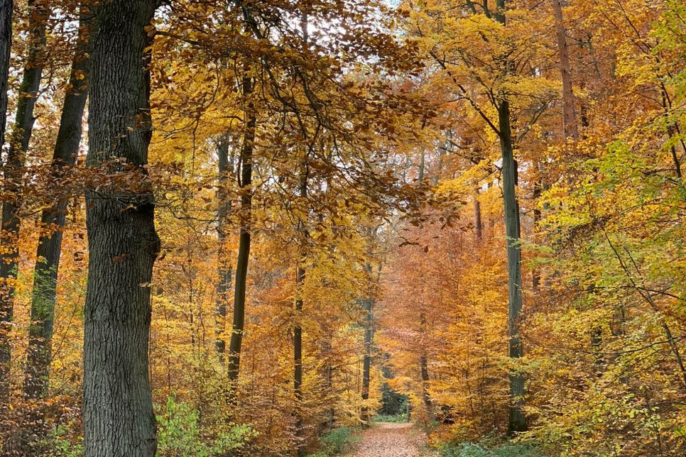 Herbststimmung im Rheinbacher Wald. Foto: NaturAktivErleben