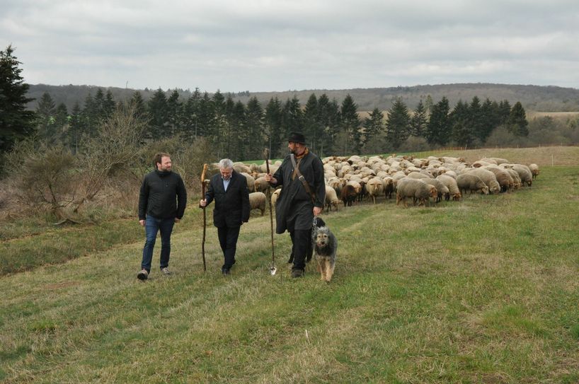 Auf den Weg gemacht: Wanderschäfer Steffen Carmin (rechts) legt mit Moritz Schmitt (links) von der Stiftung Natur und Umwelt Rheinland-Pfalz und Landrat Manfred Schnur die ersten Meter auf seiner Wanderschäfer-Route durch den Landkreis Cochem-Zell zurück.