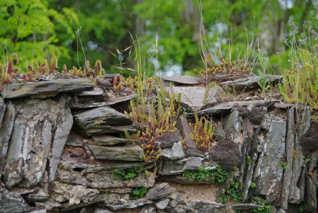 Leuchtpunkt Wawerner Mauer.