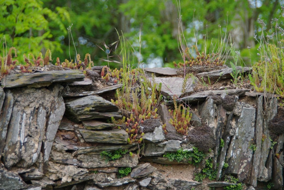 Leuchtpunkt Wawerner Mauer.