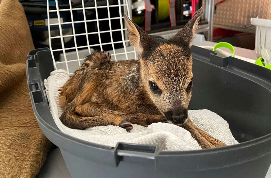 Das gerettete Rehkitz.