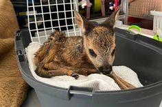 Das gerettete Rehkitz.