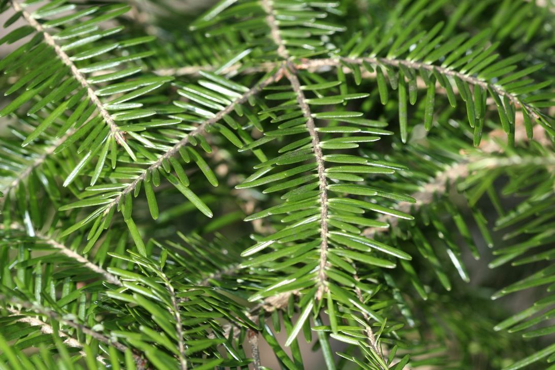 Der NABU rät: Heimische Fichten, Kiefern oder Weißtannen sind besser für die Umwelt. Foto: Nabu/Helge May