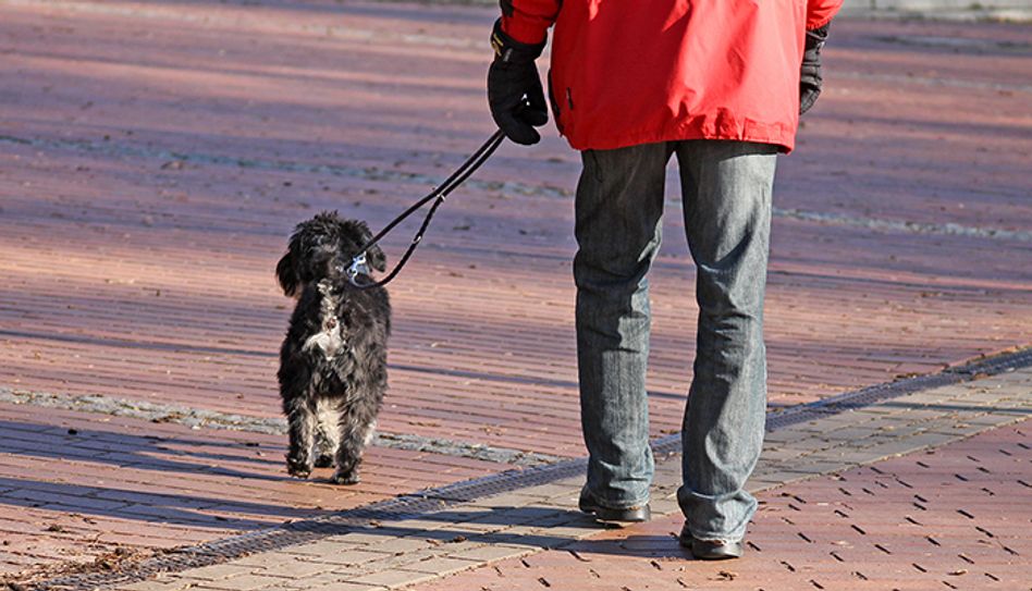 Trierer Hundebesitzer müssen ab diesem Jahr tiefer in die Tasche greifen. Foto: Jörg Sabel/pixelio.de