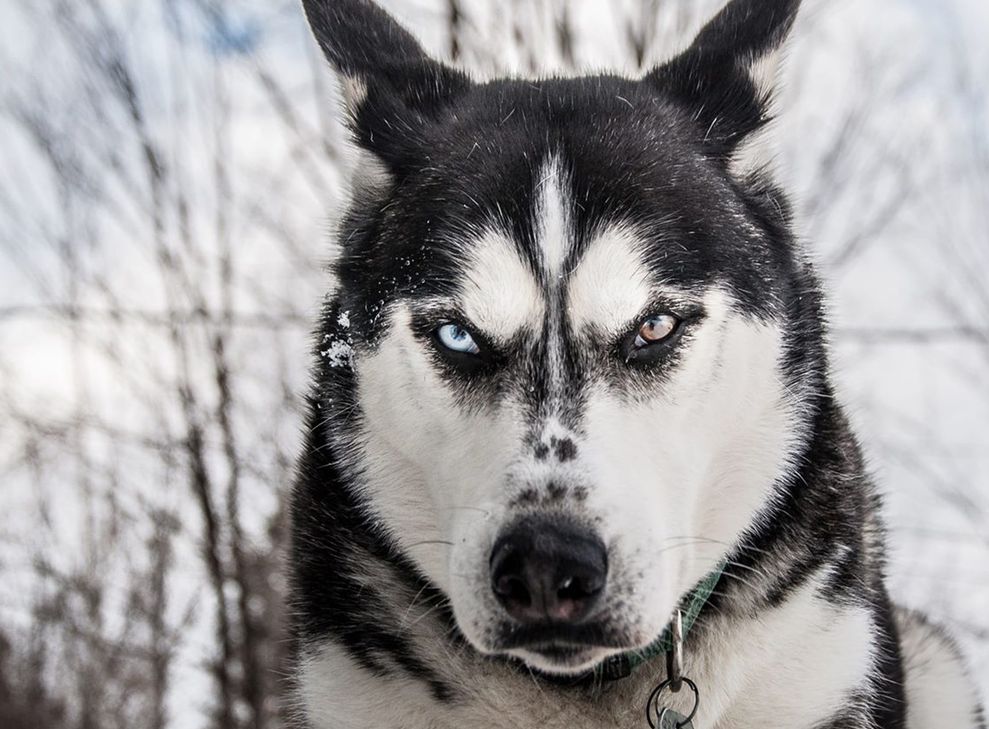 Stilfoto Hund: Aureanne Mailhiot